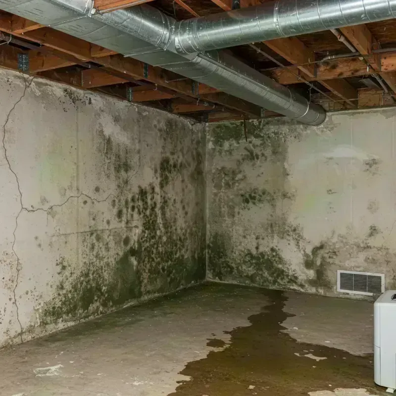 Professional Mold Removal in Pueblo County, CO